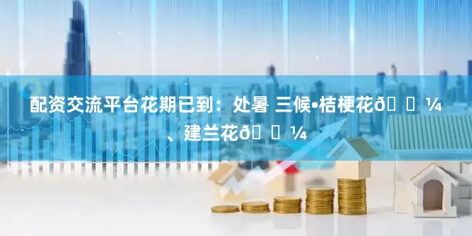 配资交流平台花期已到：处暑 三候•桔梗花🌼、建兰花🌼