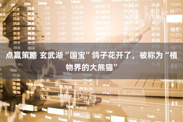 点赢策略 玄武湖“国宝”鸽子花开了，被称为“植物界的大熊猫”